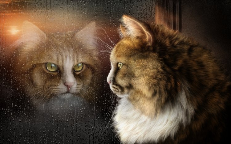 арт, отражение, кот, мордочка, капли, кошка, взгляд, окно, стекло, glass, art, reflection, cat, muzzle, drops, look, window