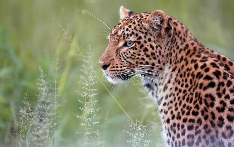 леопард, хищник, мех, дикая кошка, leopard, predator, fur, wild cat