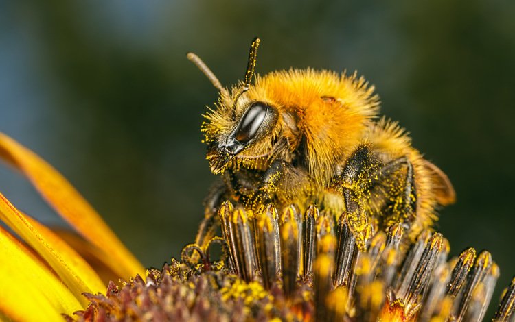насекомое, цветок, пчела, пыльца, insect, flower, bee, pollen