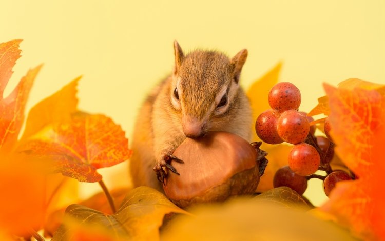 листья, осень, веточка, ягоды, животное, орех, бурундук, грызун, leaves, autumn, sprig, berries, animal, walnut, chipmunk, rodent