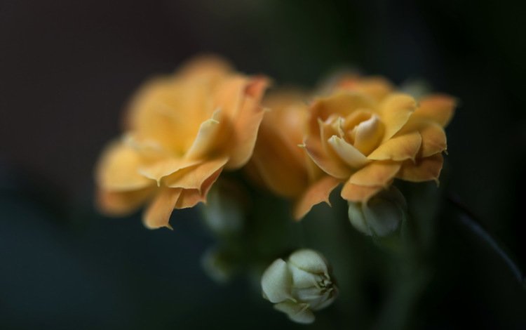 цветы, фон, розы, желтые, flowers, background, roses, yellow