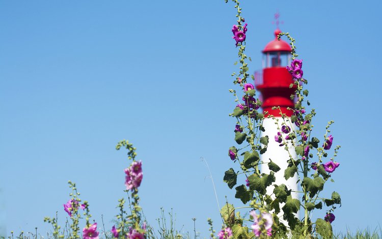 небо, цветы, маяк, мальва, the sky, flowers, lighthouse, mallow