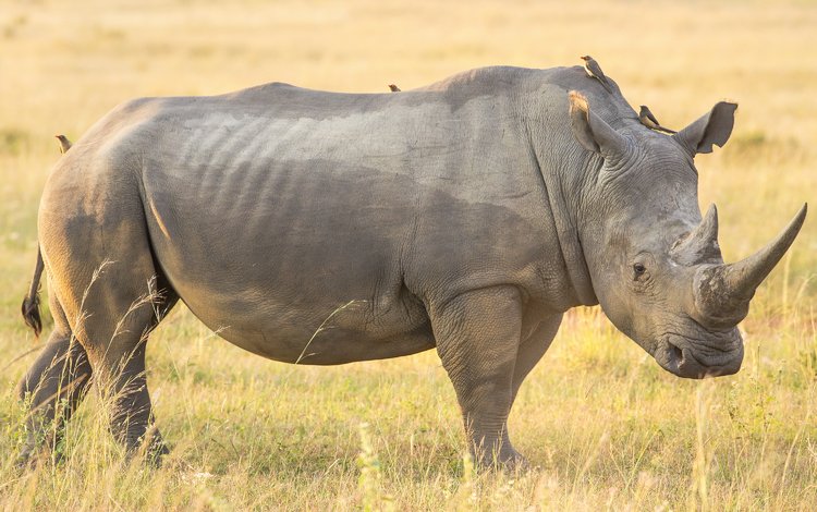 природа, животные, друзья, носорог птицы, nature, animals, friends, rhinoceros birds