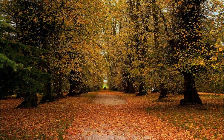 дорога, деревья, пейзаж, парк, осень, road, trees, landscape, park, autumn