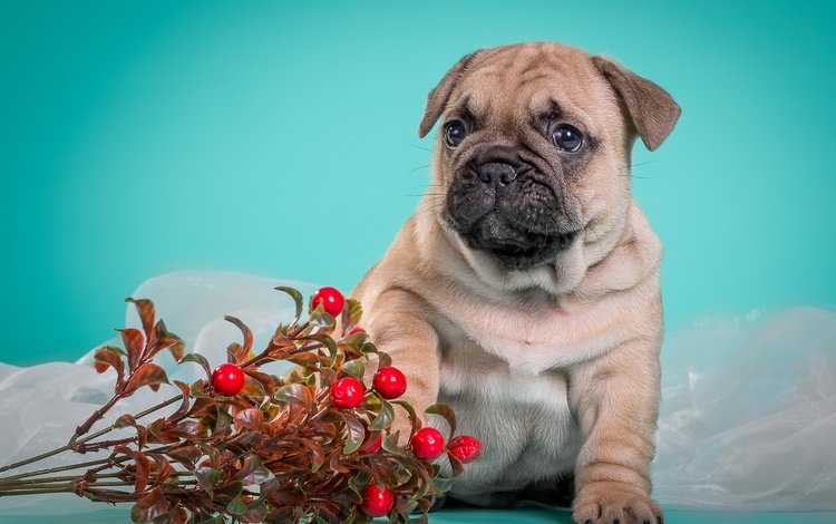 собака, щенок, песик, милый, французский бульдог, брусника, dog, puppy, doggie, cute, french bulldog, cranberries