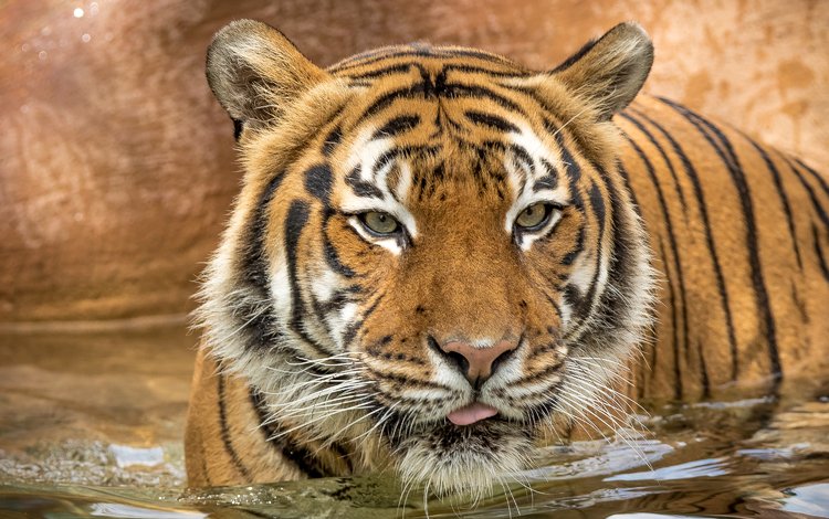 тигр, глаза, взгляд, хищник, tiger, eyes, look, predator