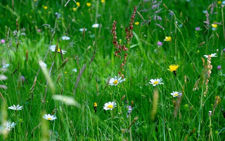 цветы, трава, макро, поле, flowers, grass, macro, field