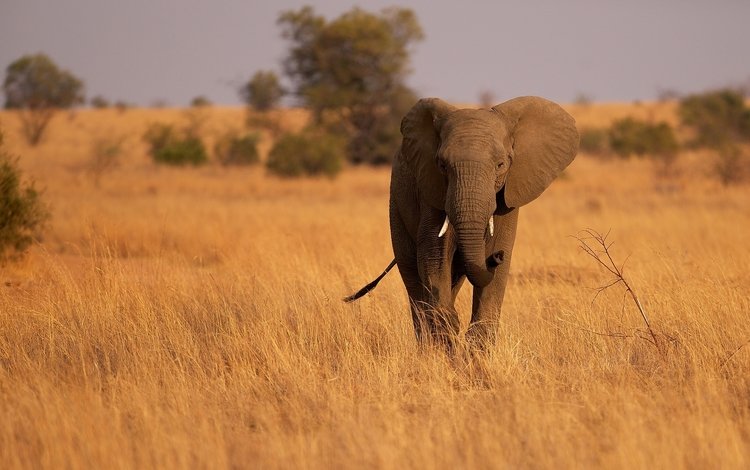 слон, уши, саванна, хобот, сухая трава, elephant, ears, savannah, trunk, dry grass