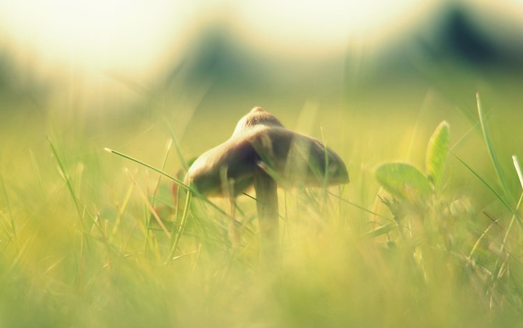 свет, трава, макро, размытость, гриб, шляпка, light, grass, macro, blur, mushroom, hat