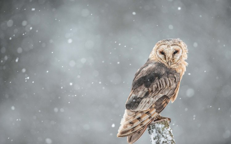 сова, ветка, снег, взгляд, птица, owl, branch, snow, look, bird