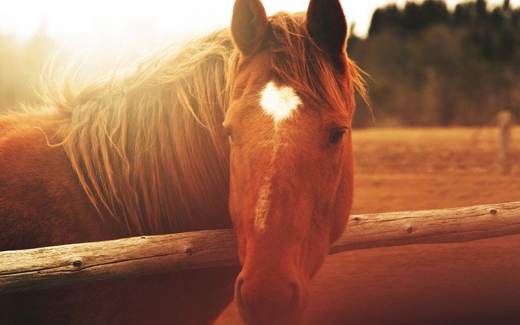 лошадь, природа, забор, солнечный свет, horse, nature, the fence, sunlight
