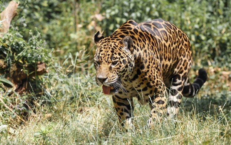хищник, ягуар, прогулка, язык, зоопарк, дикая кошка, predator, jaguar, walk, language, zoo, wild cat