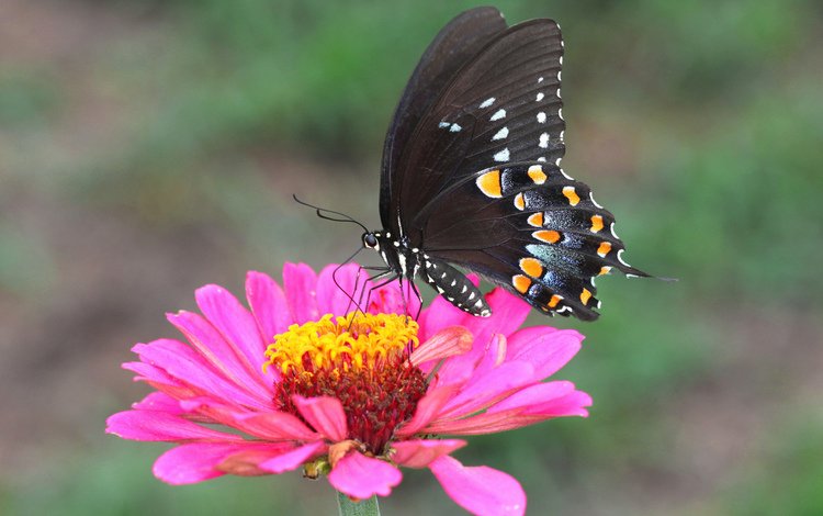 природа, насекомое, цветок, лепестки, бабочка, крылья, мотылек, nature, insect, flower, petals, butterfly, wings, moth