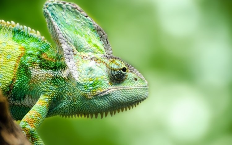 ящерица, зеленая, хамелеон, рептилия, пресмыкающееся, грин, lizard, green, chameleon, reptile