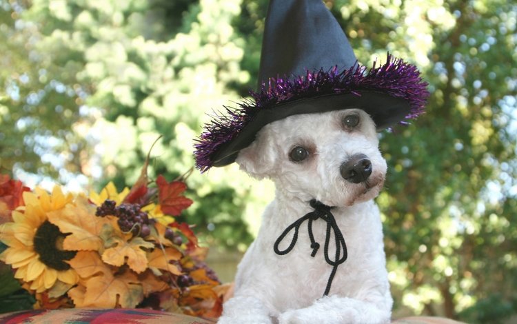 листья, осень, собака, черная, хэллоуин, белая, шляпа, боке, leaves, autumn, dog, black, halloween, white, hat, bokeh