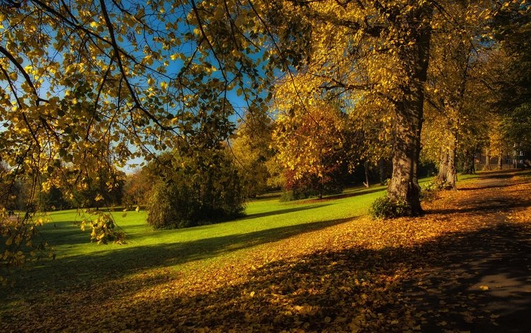деревья, листья, парк, ветки, осень, trees, leaves, park, branches, autumn