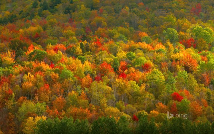 деревья, цвета, лес, осень, trees, color, forest, autumn