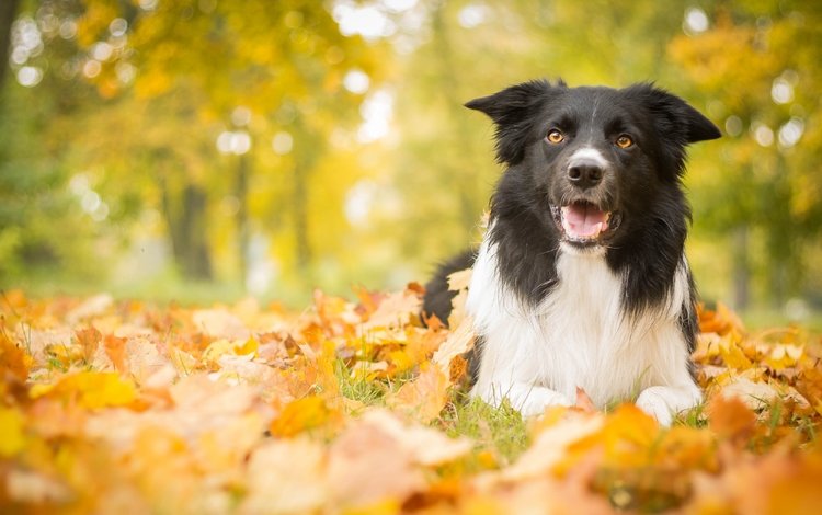 листья, парк, осень, собака, leaves, park, autumn, dog