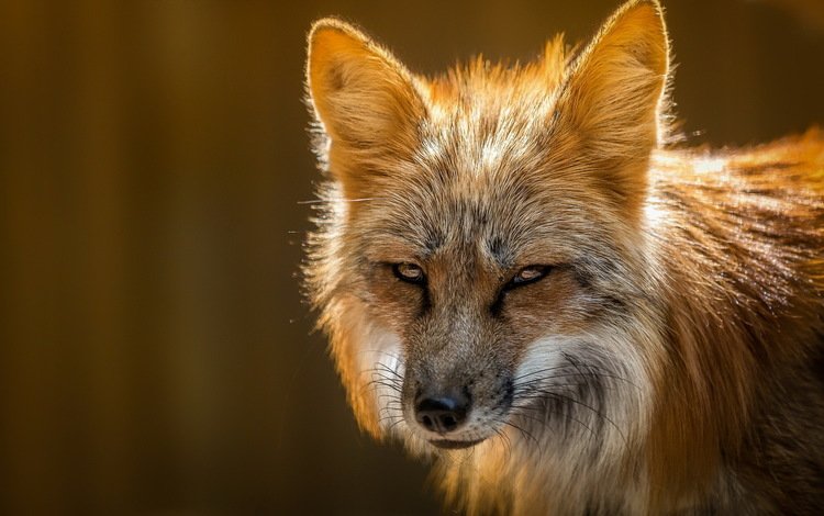 природа, лиса, лисица, мех, nature, fox, fur