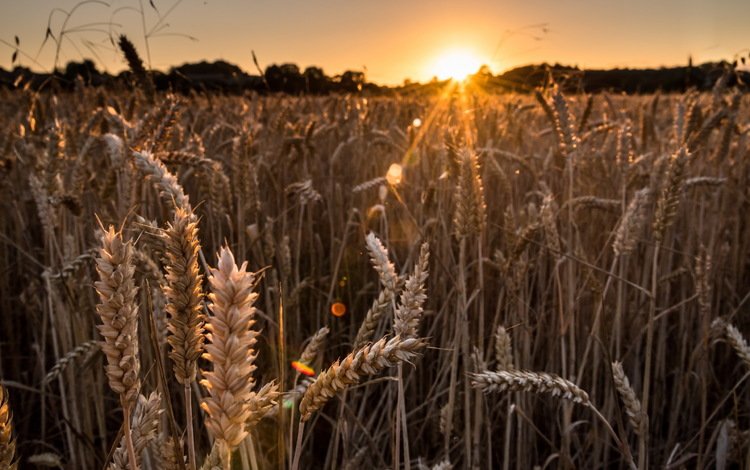 природа, закат, лучи, поле, колосья, пшеница, nature, sunset, rays, field, ears, wheat