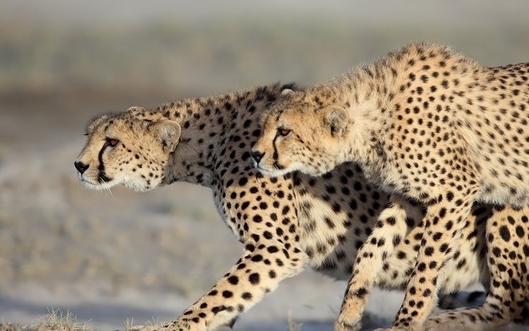 парочка, дикие кошки, хищники, гепарды, a couple, wild cats, predators, cheetahs