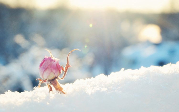 снег, цветок, роза, бутон, розовая, солнечно, snow, flower, rose, bud, pink, sunny