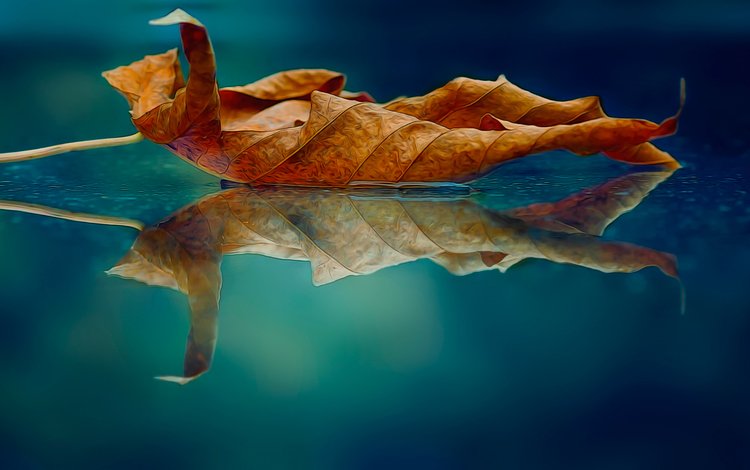 макро, отражение, осень, лист, macro, reflection, autumn, sheet