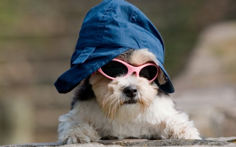 собака, образ, песик, кепка, собачка, крутой, темные очки, прикид, имидж, dog, image, doggie, cap, cool, sunglasses, outfit