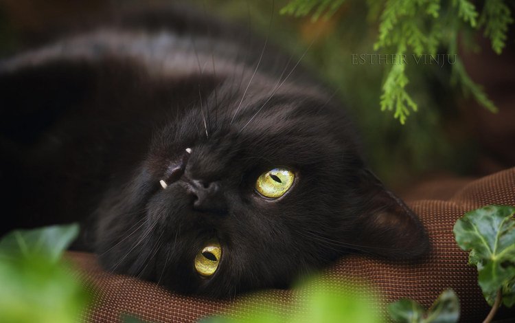 кот, взгляд, черный, cat, look, black