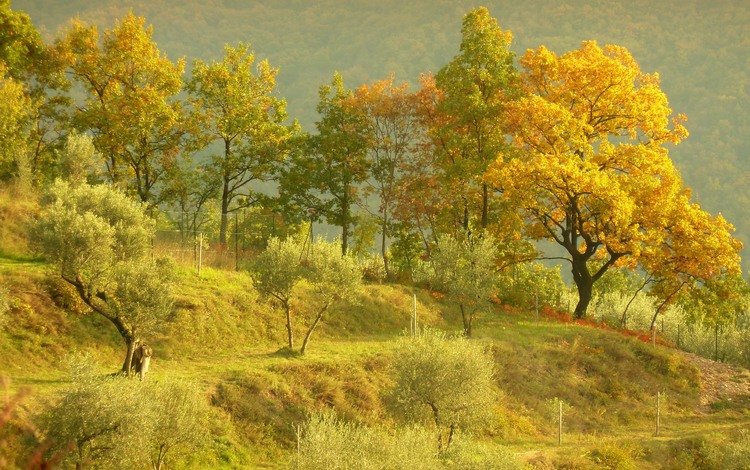 деревья, холмы, пейзаж, осень, trees, hills, landscape, autumn