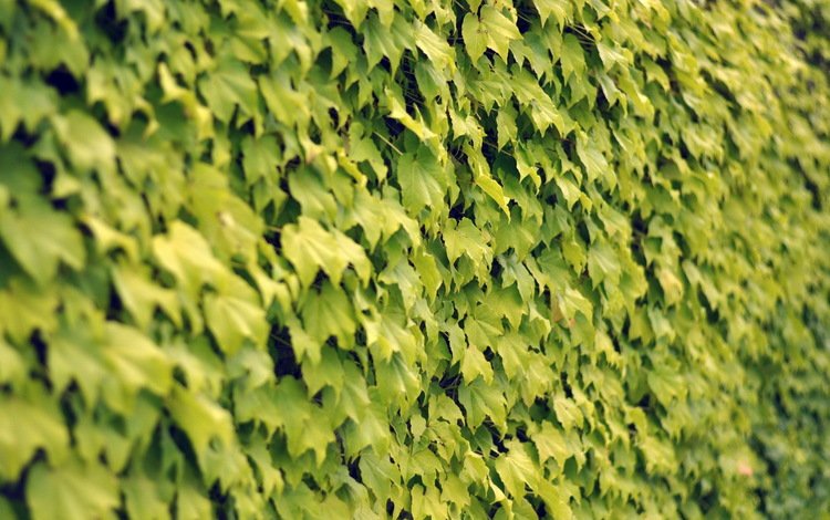 текстура, листья, стена, texture, leaves, wall