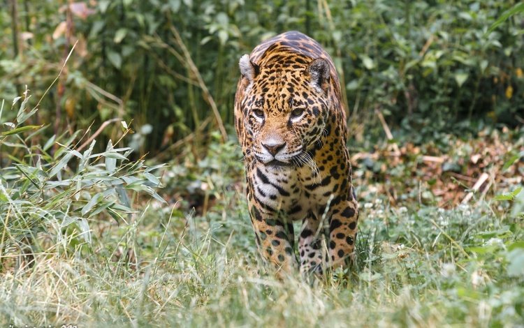 хищник, ягуар, прогулка, зоопарк, дикая кошка, заросли, predator, jaguar, walk, zoo, wild cat, thickets