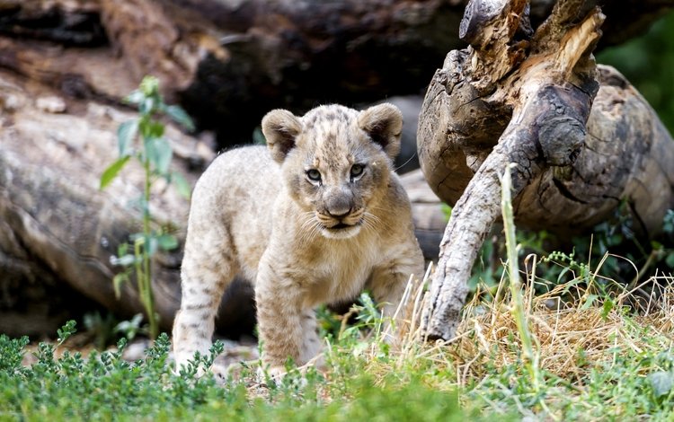хищник, лев, малыш, львёнок, милый, predator, leo, baby, lion, cute