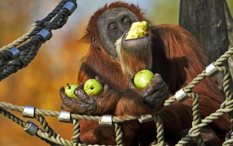 гамак, обезьяна, груши, орангутан, hammock, monkey, pear, orangutan