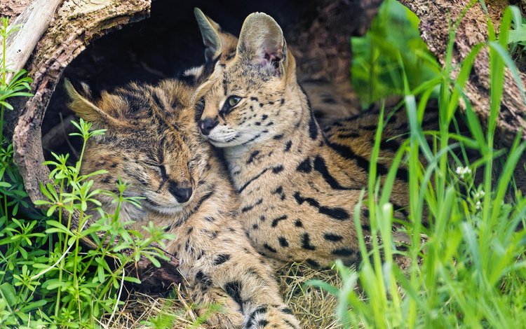 трава, пара, кошки, сервал, ©tambako the jaguar, grass, pair, cats, serval