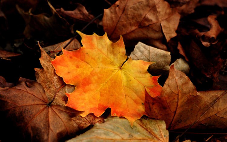 листья, макро, осень, клен, leaves, macro, autumn, maple