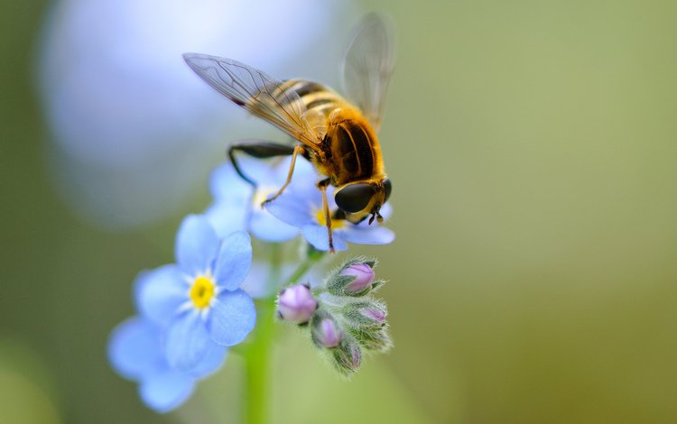 цветы, насекомое, крылья, незабудки, голубые, пчела, полевые, flowers, insect, wings, forget-me-nots, blue, bee, field