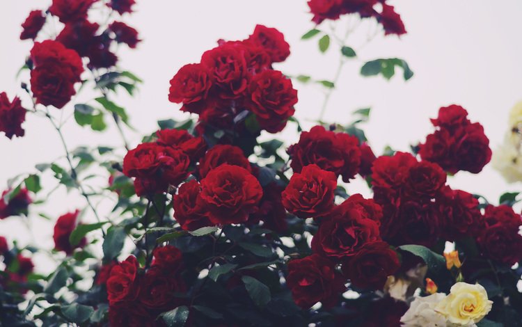 цветы, розы, лепестки, куст красных роз, flowers, roses, petals, bush of red roses