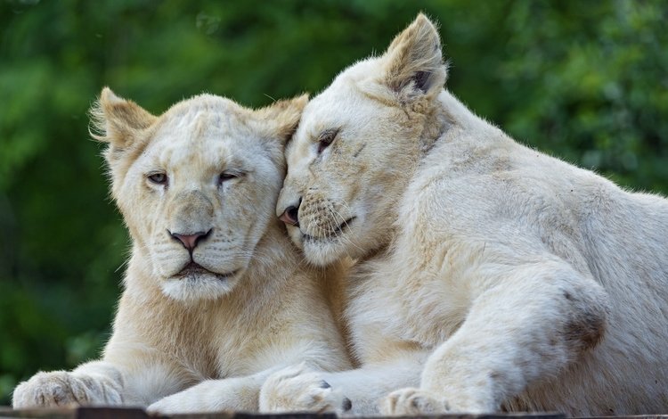 пара, кошки, львы, львята, белый лев, ©tambako the jaguar, pair, cats, lions, the cubs, white lion