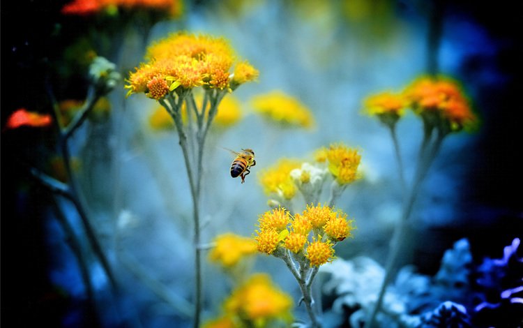 цветы, насекомое, растение, пчела, flowers, insect, plant, bee