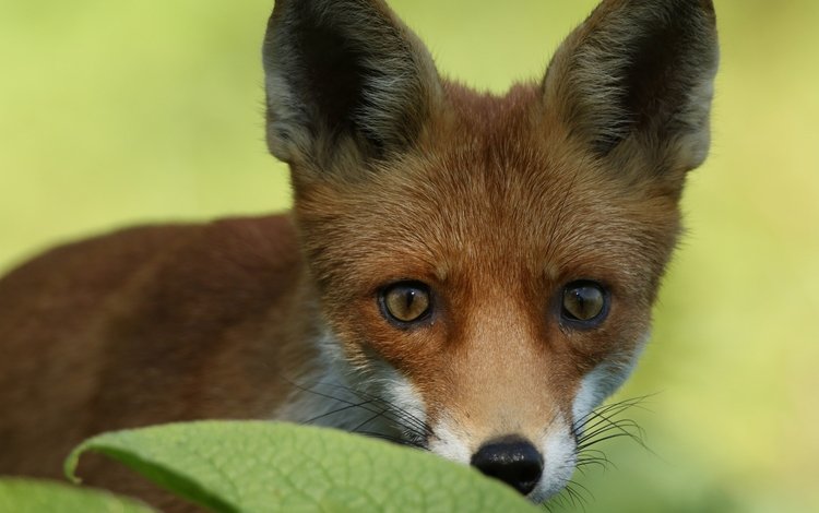 глаза, лиса, лисица, уши, eyes, fox, ears