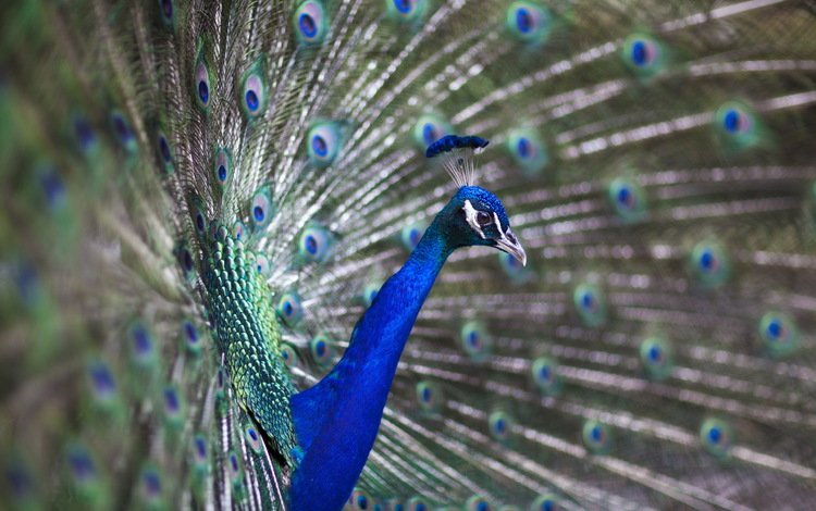 птица, павлин, перья, хвост, bird, peacock, feathers, tail