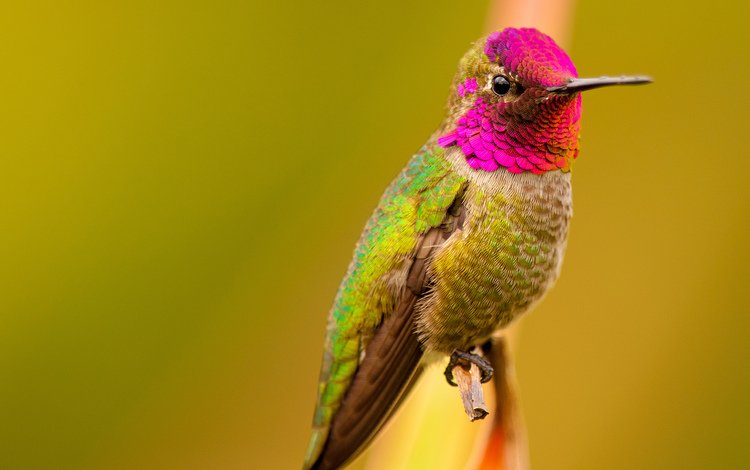 птица, клюв, перья, цветные, колибри, bird, beak, feathers, colored, hummingbird