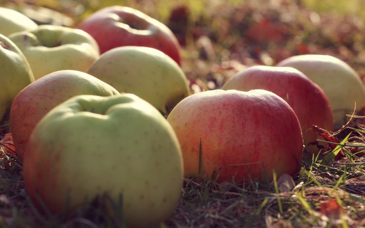 природа, макро, фрукты, яблоки, nature, macro, fruit, apples
