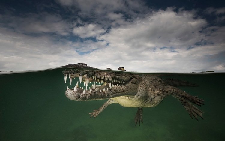 вода, природа, крокодил, water, nature, crocodile