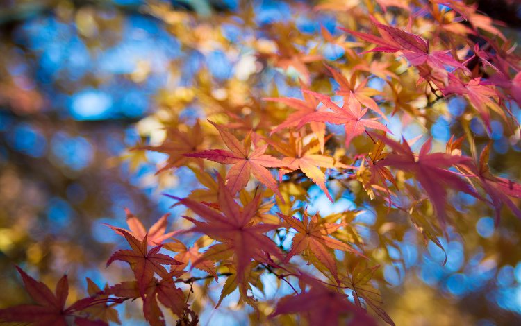 небо, листья, макро, ветки, осень, клен, the sky, leaves, macro, branches, autumn, maple