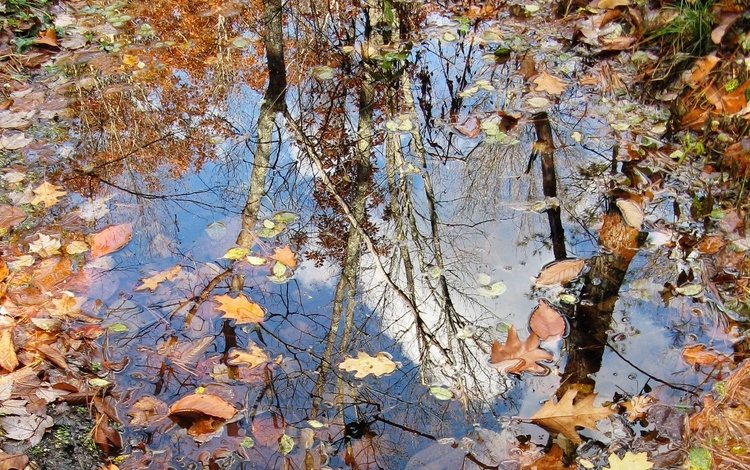 природа, листья, осень, лужа, nature, leaves, autumn, puddle