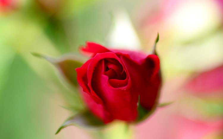природа, цветок, роза, красная, размытость, бутон, nature, flower, rose, red, blur, bud