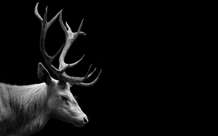 олень, фон, чёрно-белое, рога, deer, background, black and white, horns