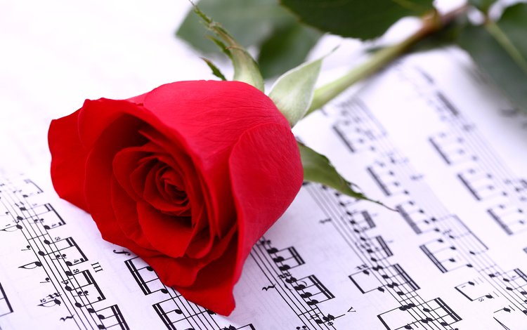 цветок, роза, красная, лист, музыкальные ноты, flower, rose, red, sheet, musical notes